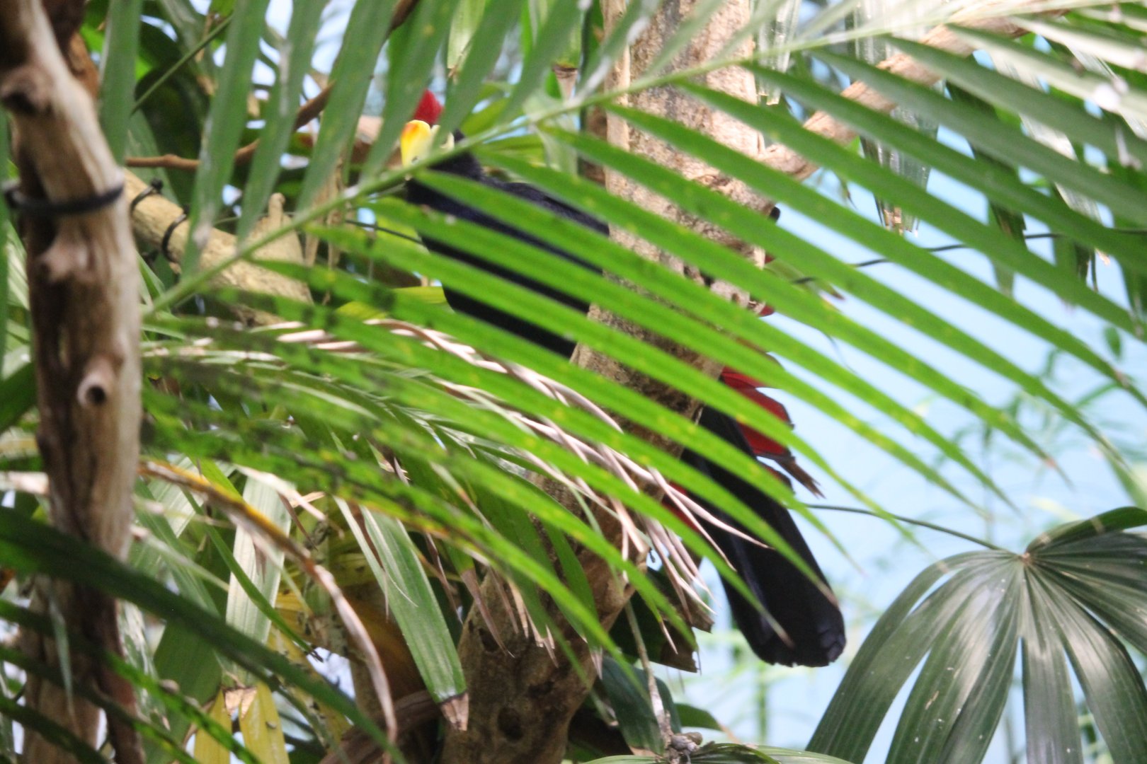 Lady ross turaco (Musophaga rossae)
