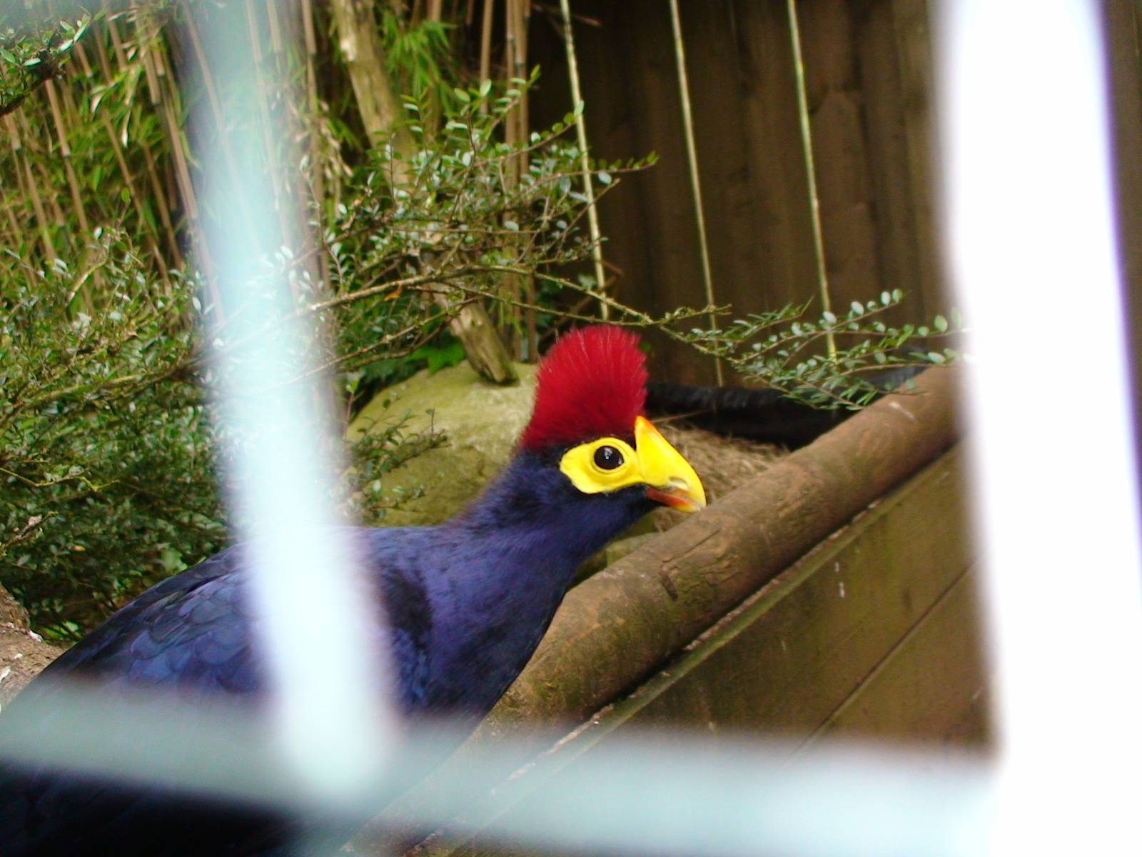 Lady Ross' Turaco