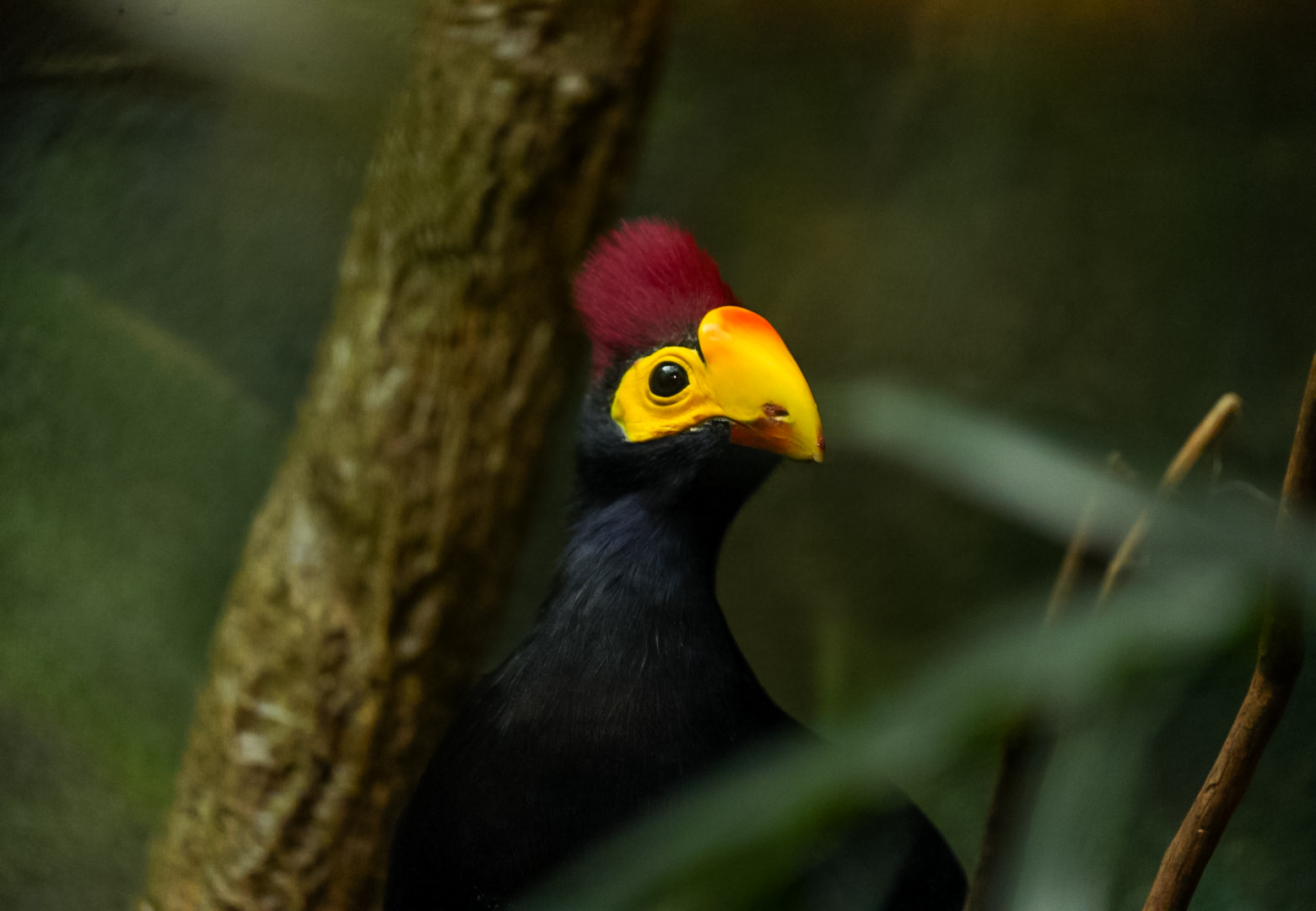 Lady Ross' Turaco