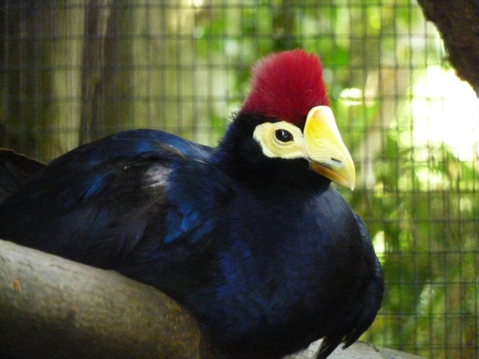Lady Ross's turaco - 20th August 2012