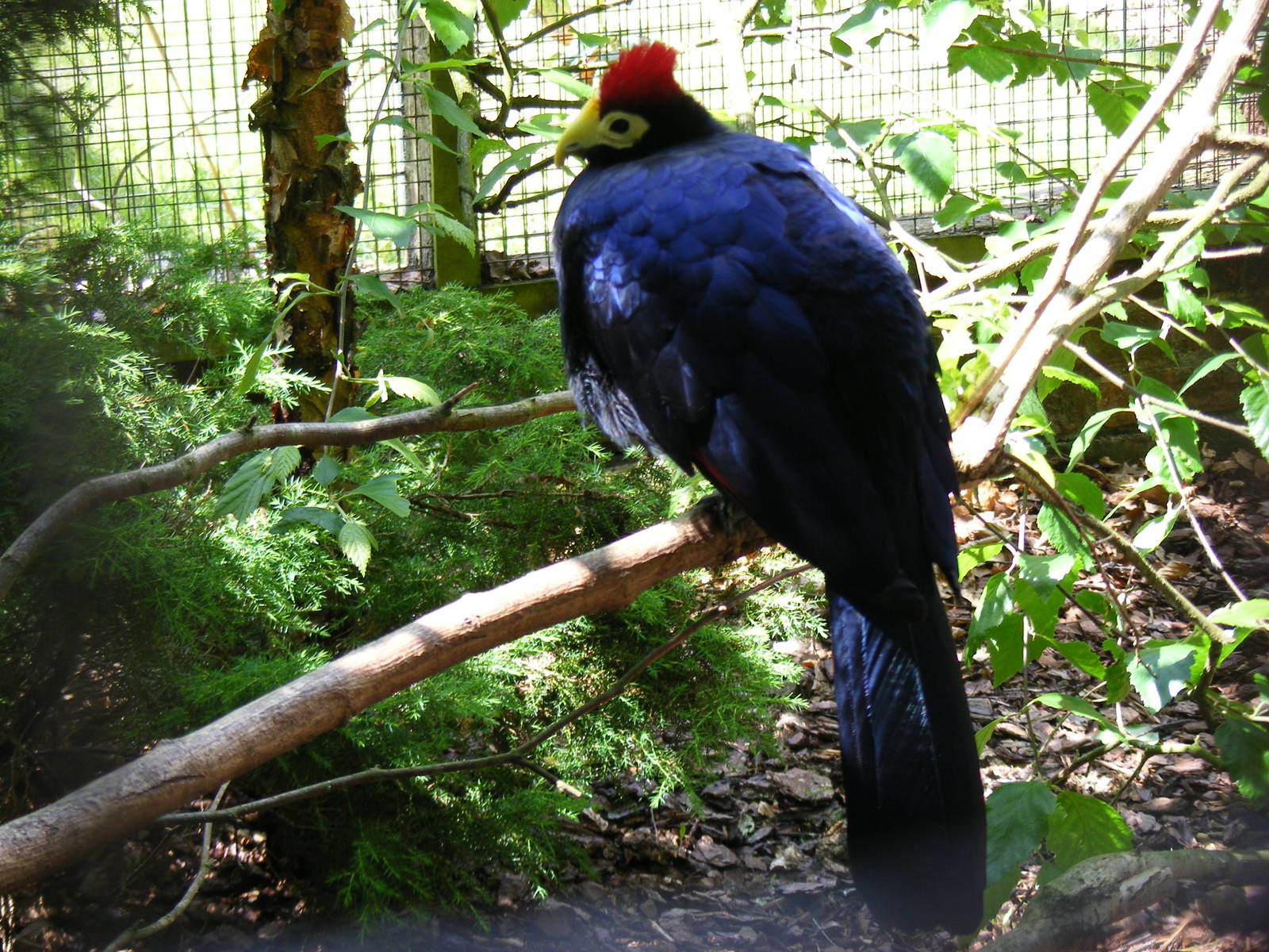 Lady Ross's turaco at Birdworld, 20 June 2010
