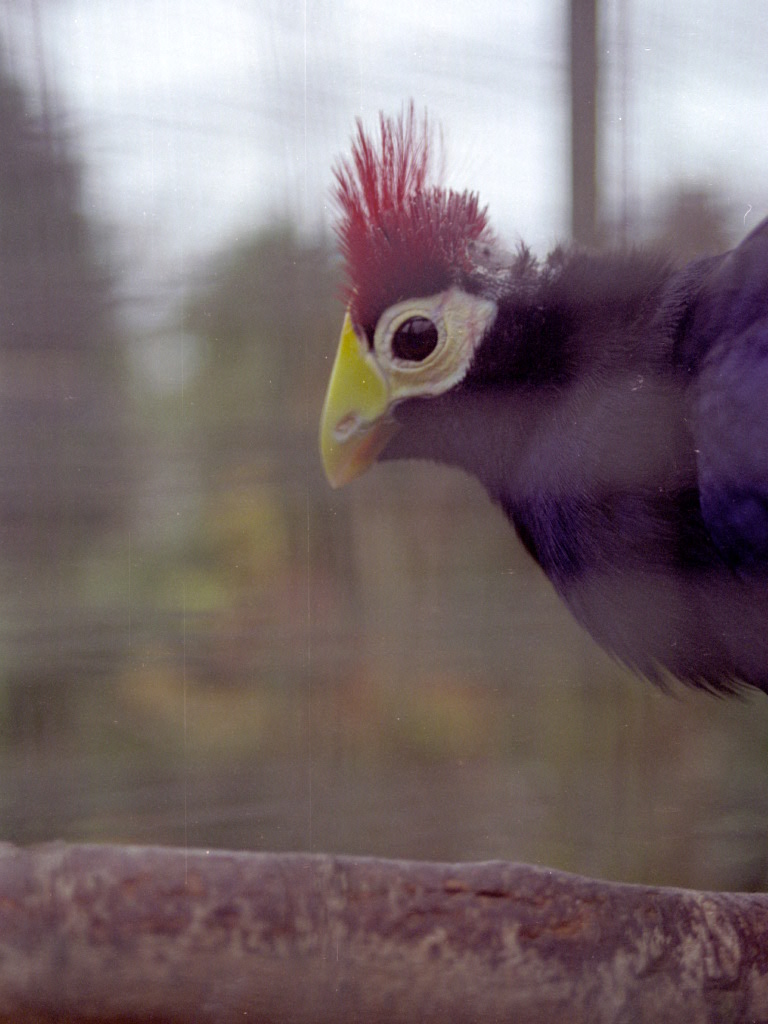 Lady Ross's Turaco at Grangewood Zoo 2005