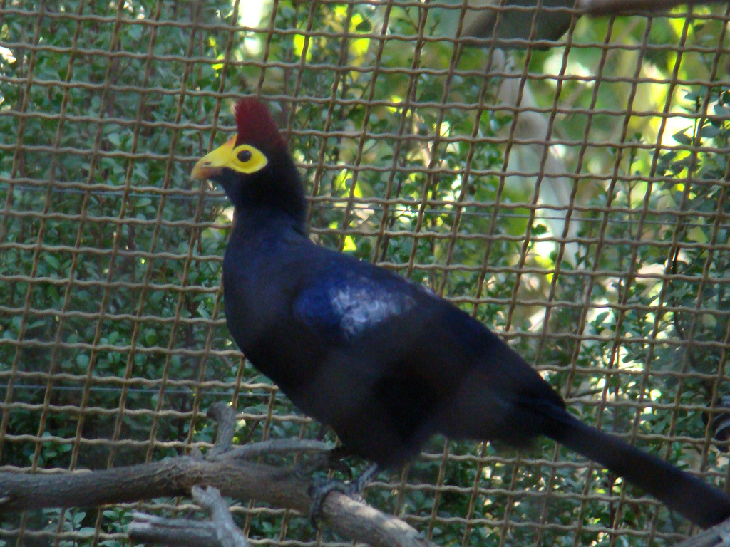 Lady Ross's Turaco at the Los Angeles Zoo
