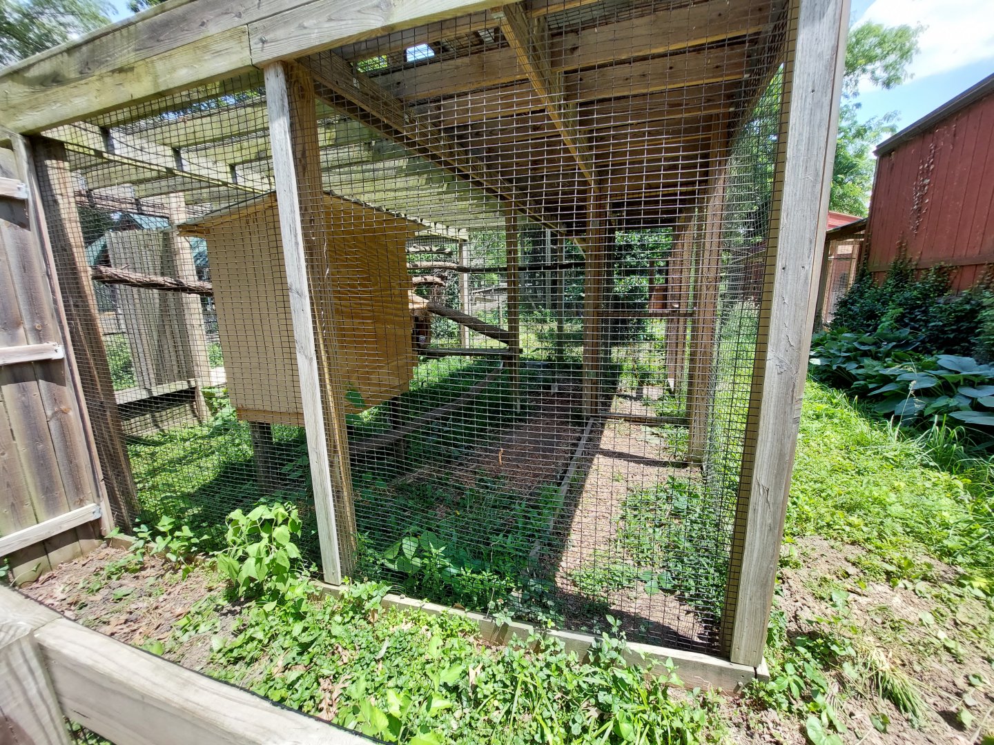 Lady Ross's Turaco enclosure