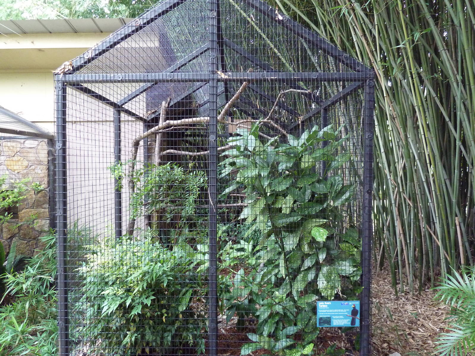 Lady Ross's Turaco Exhibit