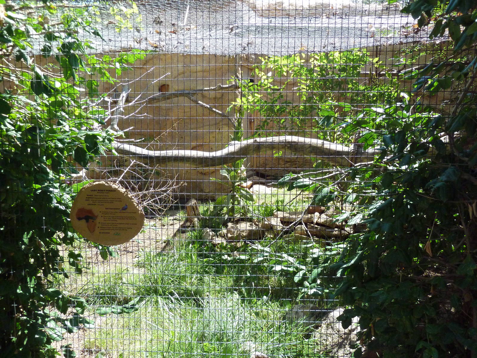 Lady Ross's Turaco Exhibit