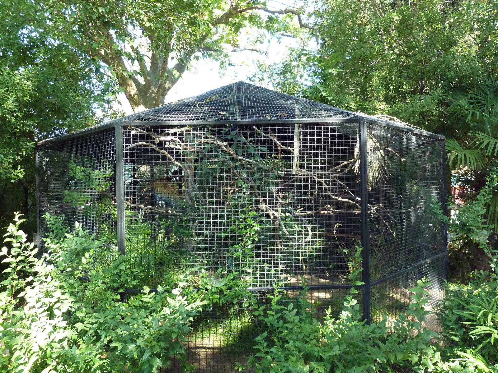 Lady Ross's Turaco Exhibit