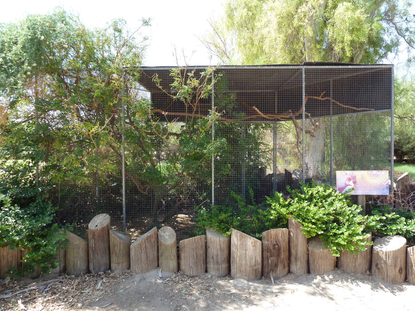 Lady Ross's Turaco Exhibit