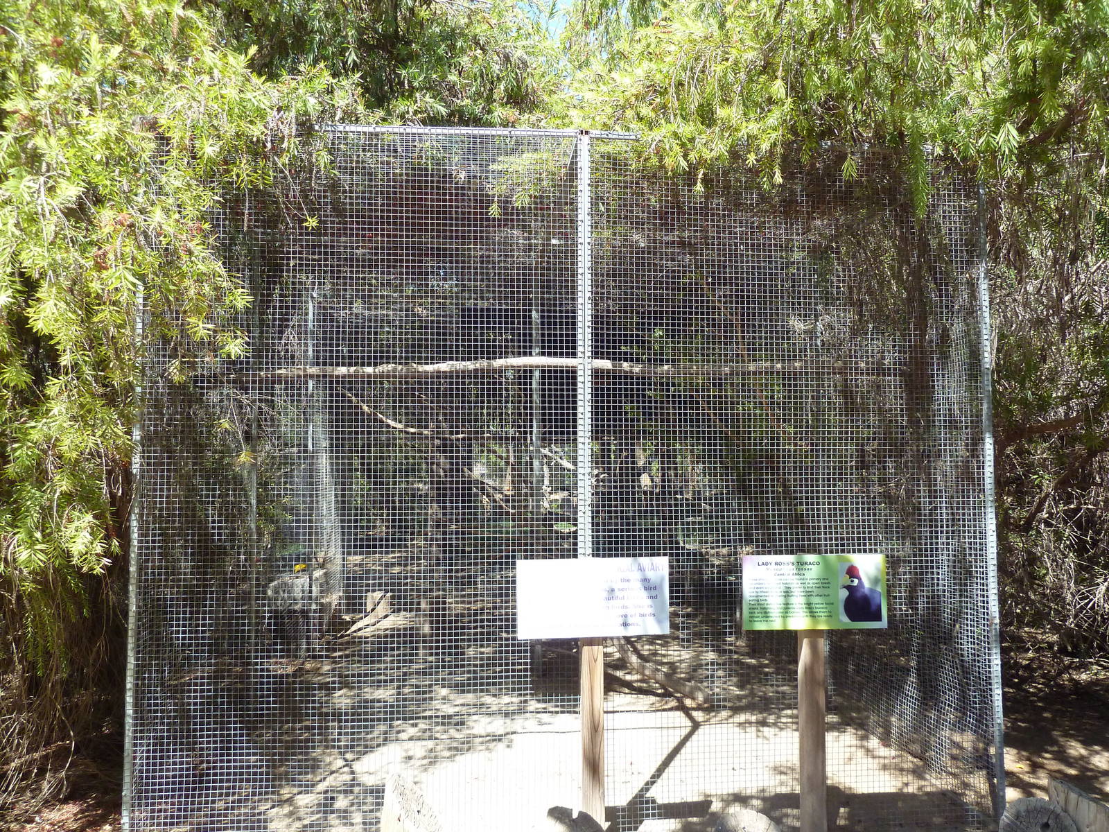 Lady Ross's Turaco Exhibit