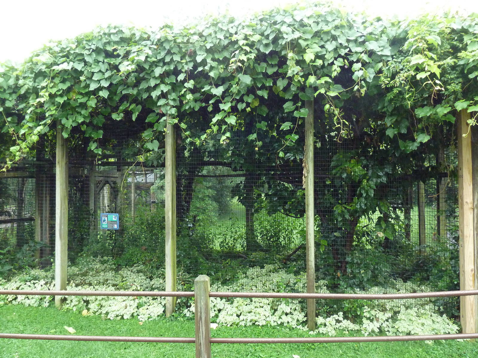 Lady Ross's Turaco Exhibit