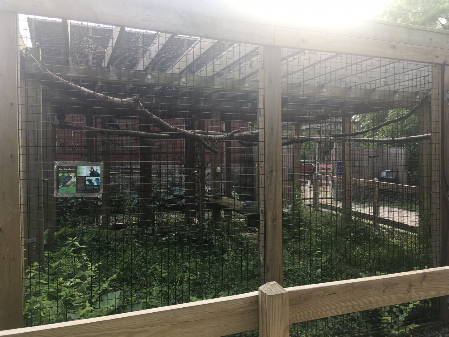 Lady Ross's Turaco Exhibit