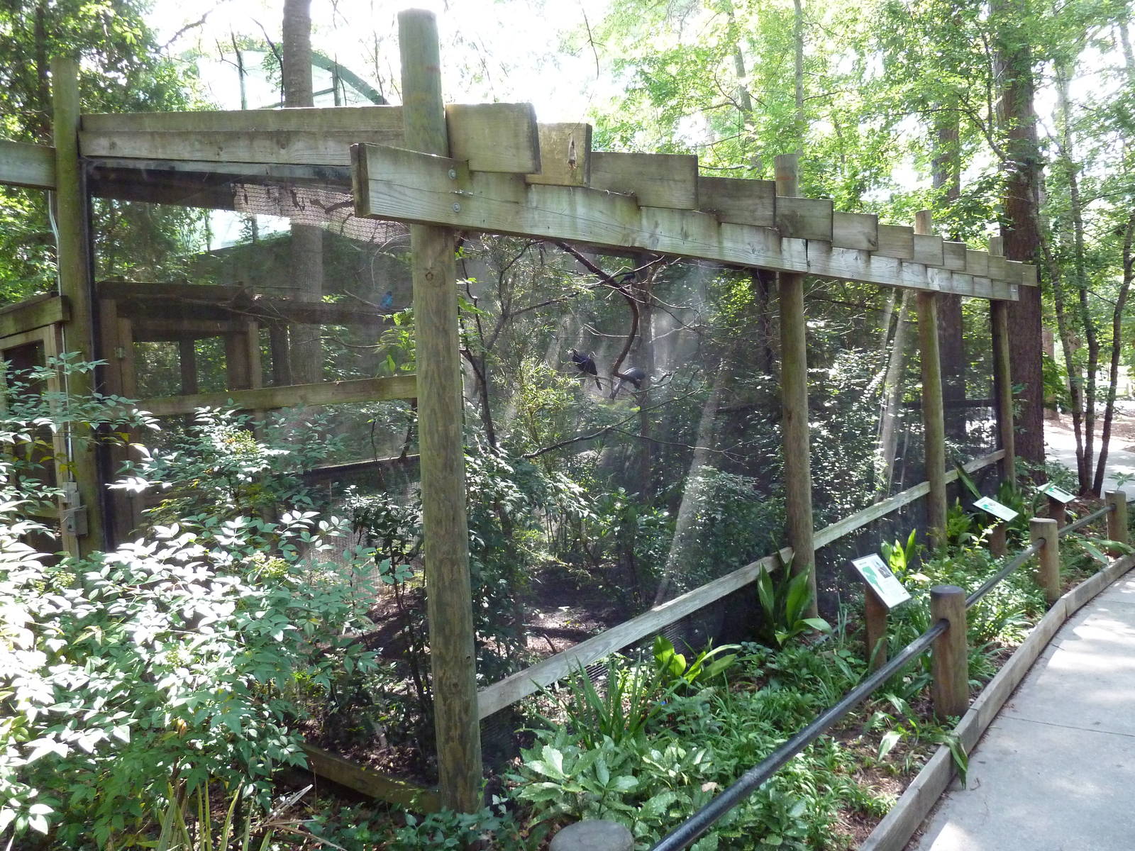 Lady Ross's Turaco/Golden-Breasted Starling/Superb Starling Exhibits