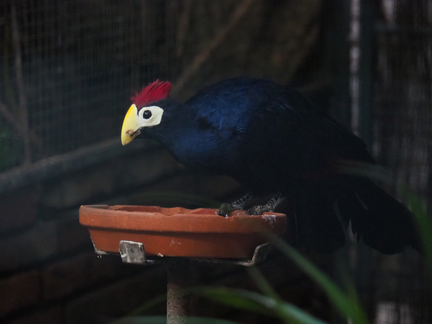 Lady Ross's turaco (Musophaga rossae), Sep 2nd, 2018