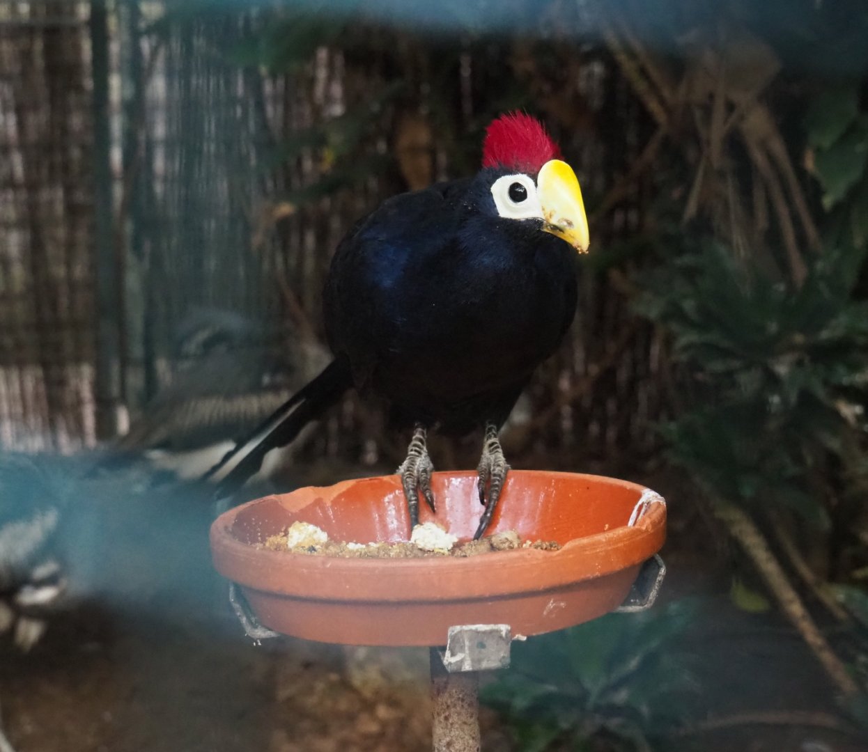 Lady Ross's turaco (Musophaga rossae), Sep 2nd, 2018
