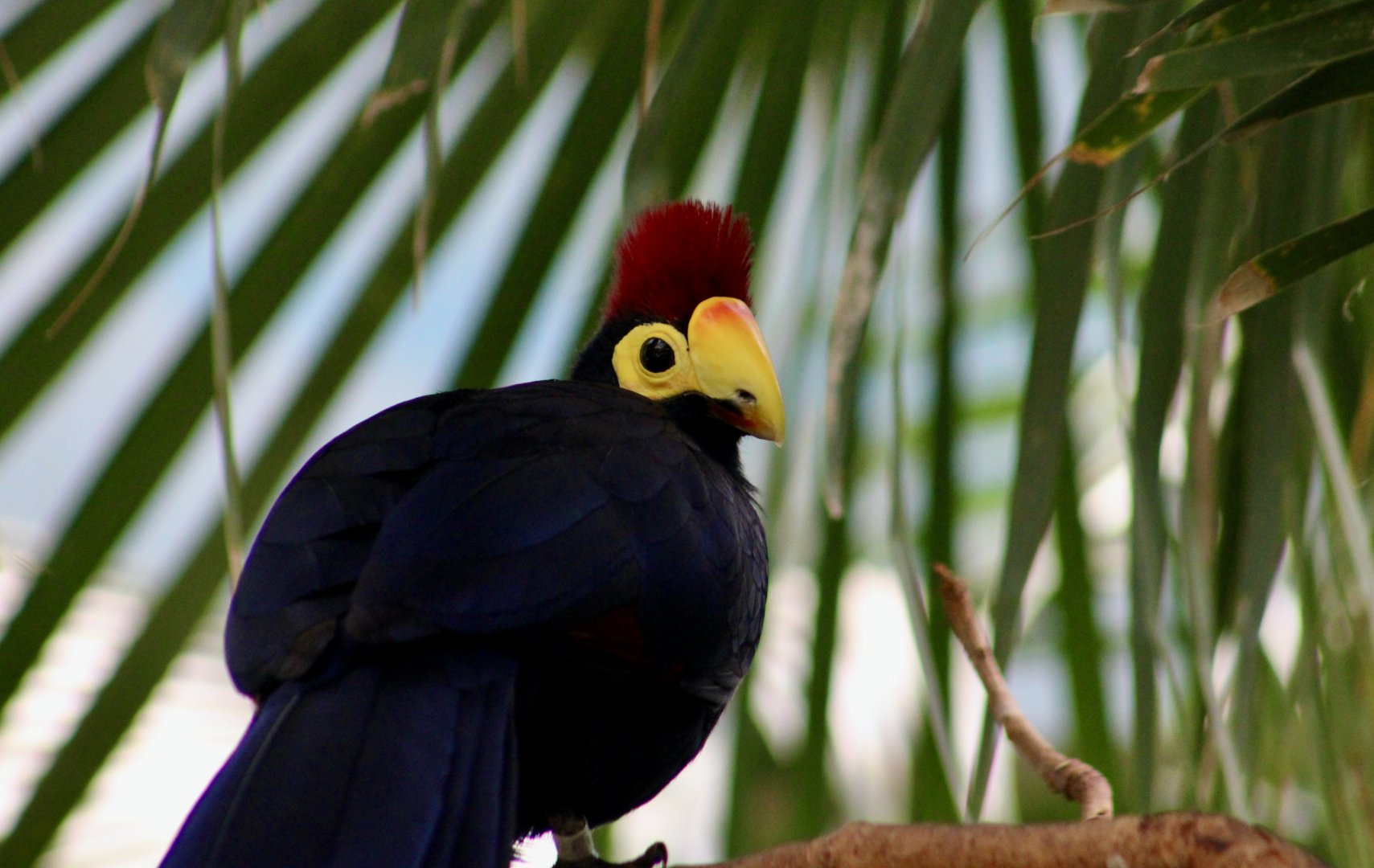 Lady Ross's Turaco (Tauraco rossae)