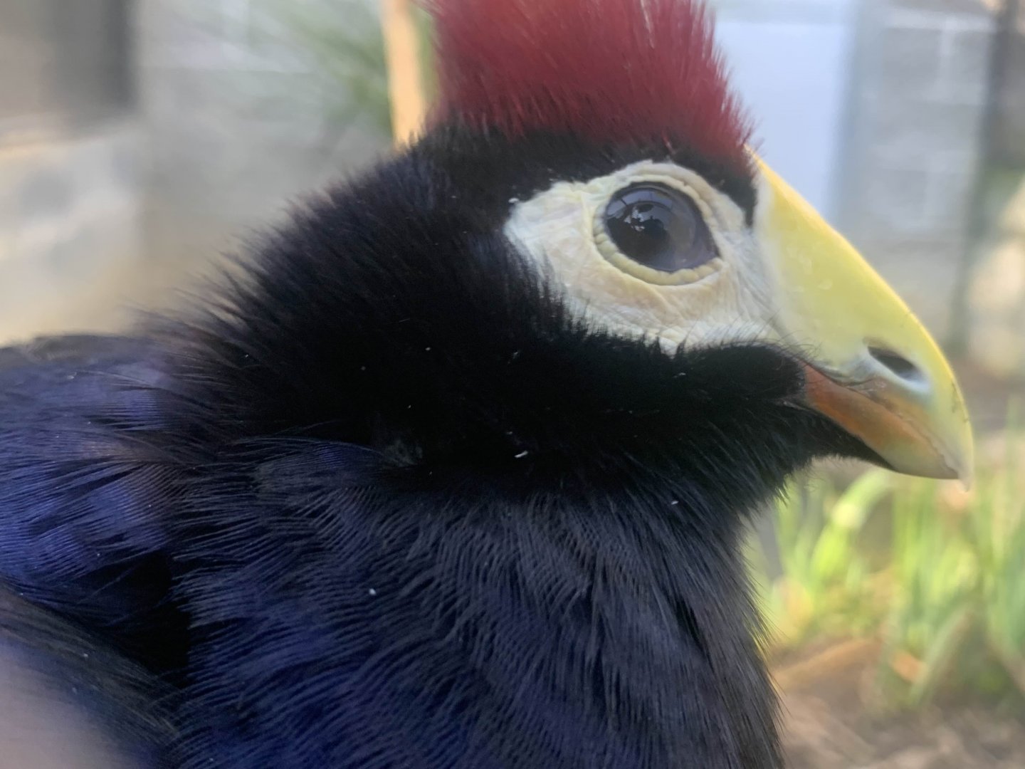 Lady Ross's Turaco (Tauraco rossae)