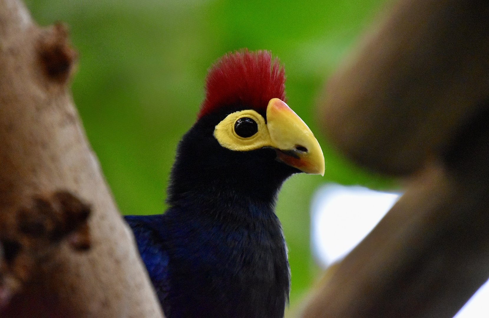 Lady Ross's Turaco (Tauraco rossae)