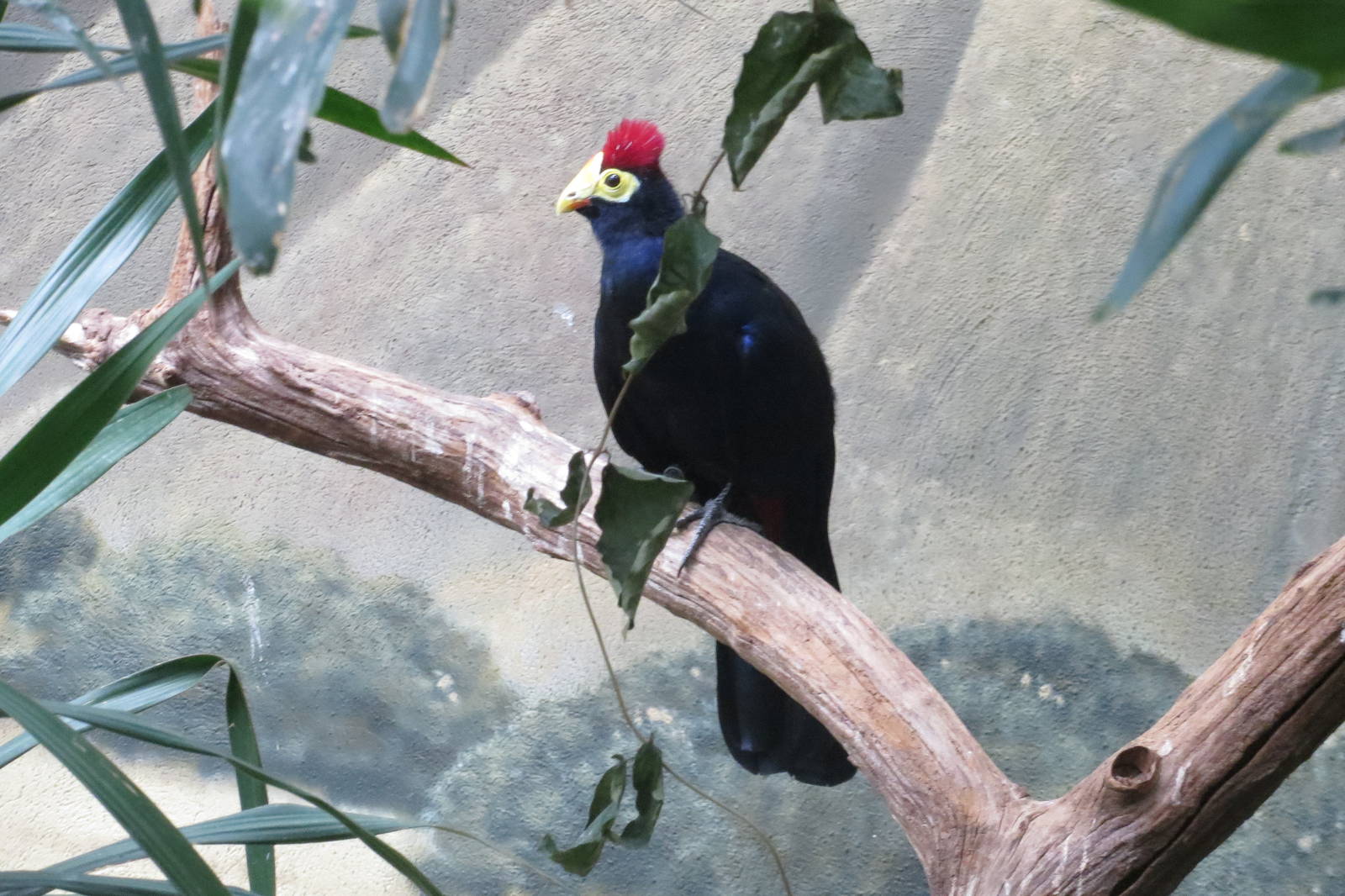 Lady Ross's Turaco - World of Birds 031215