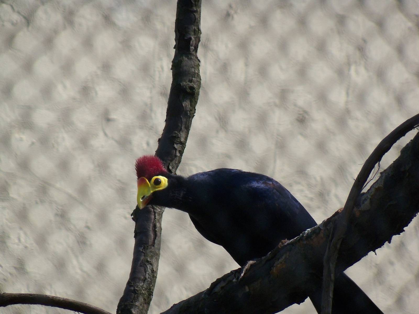 Lady Ross's Turaco