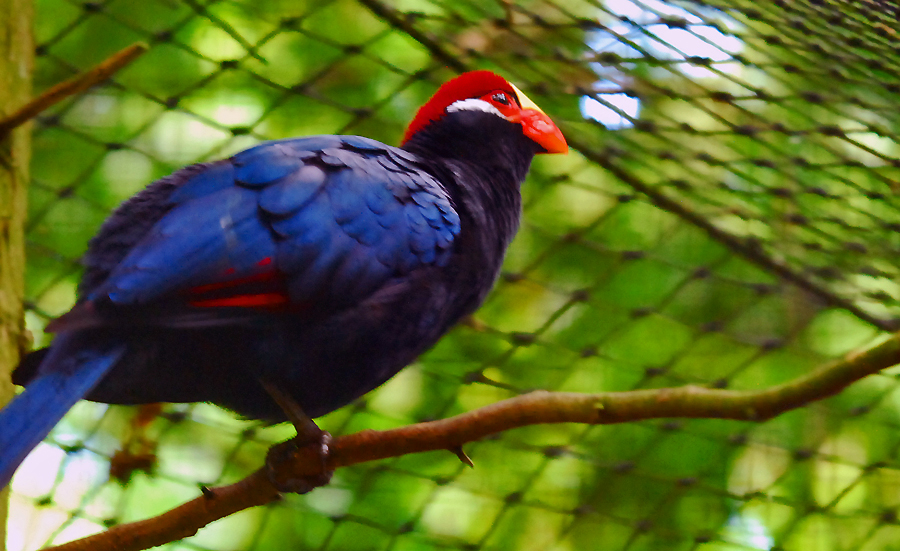 Lady Ross's Turaco