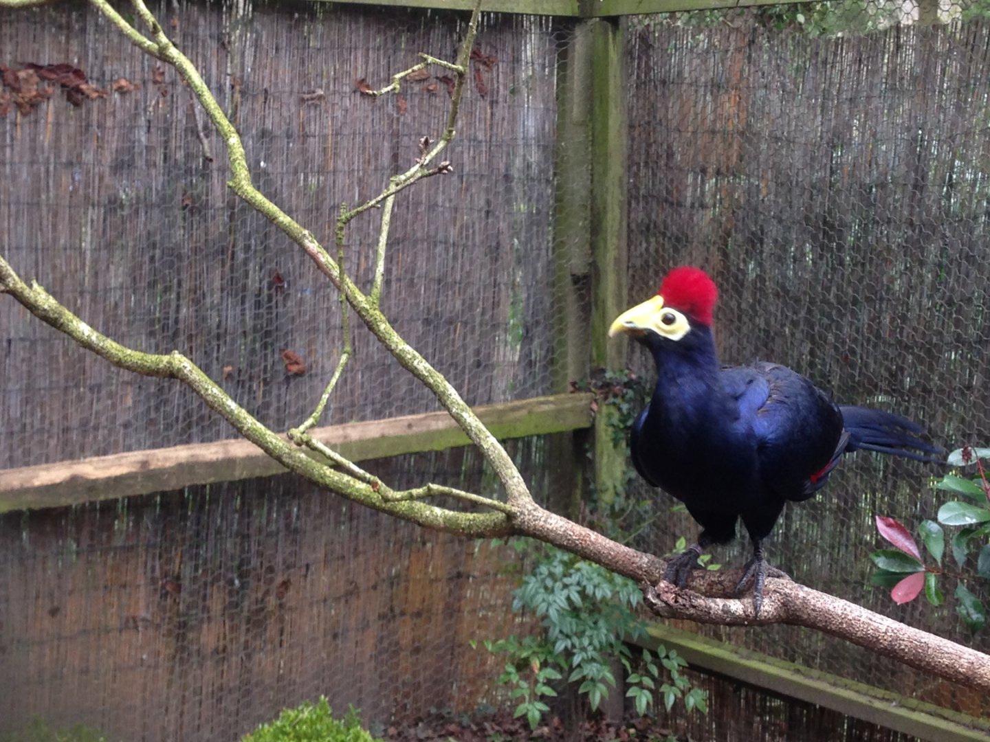 Lady Ross's Turaco