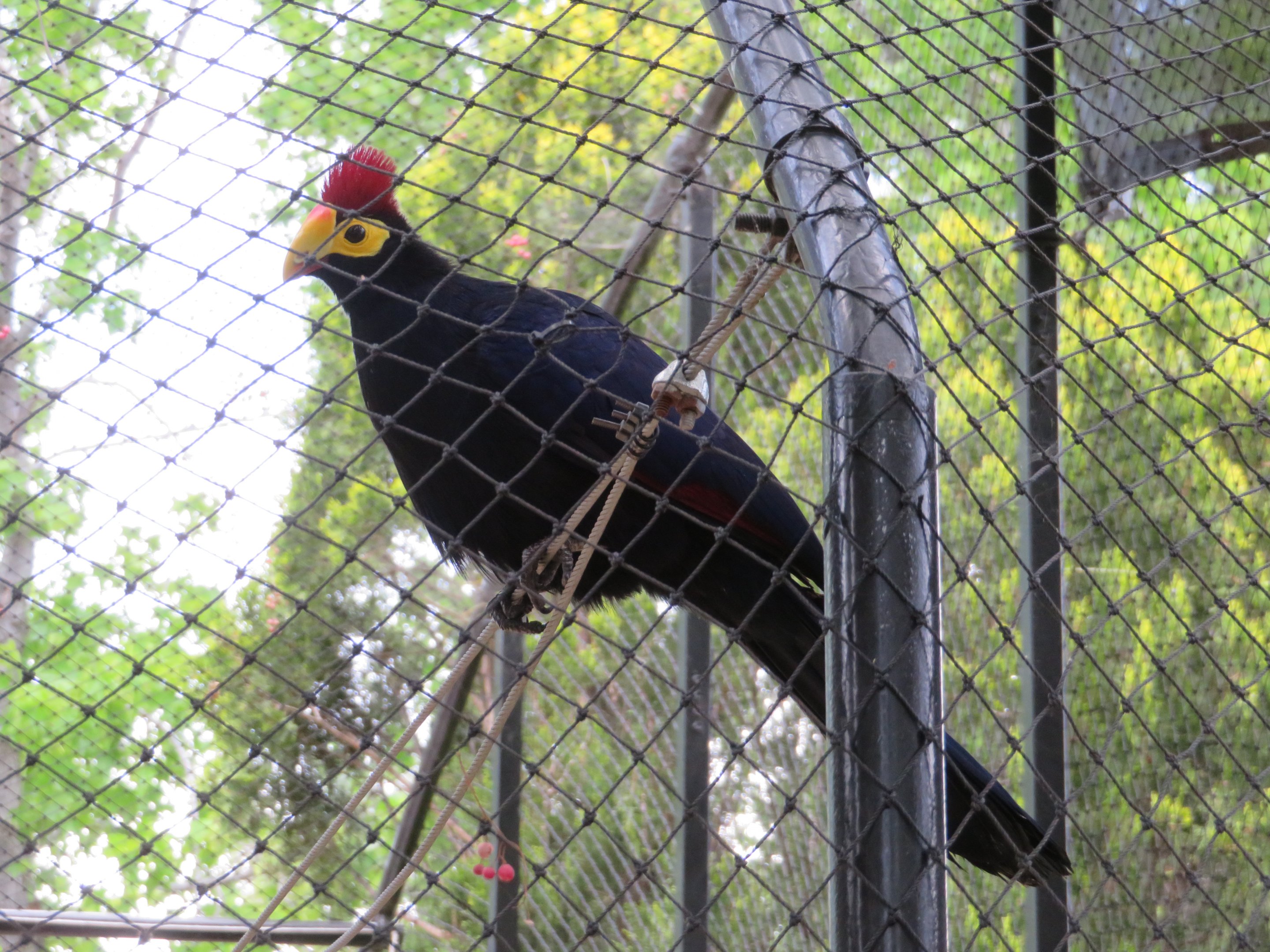 Lady Ross's Turaco