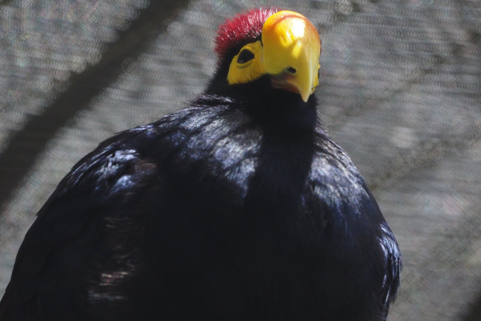 Lady Ross's turaco