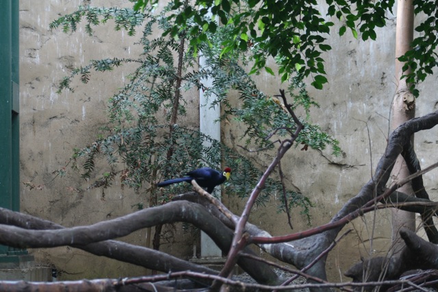Lady Ross's Turaco