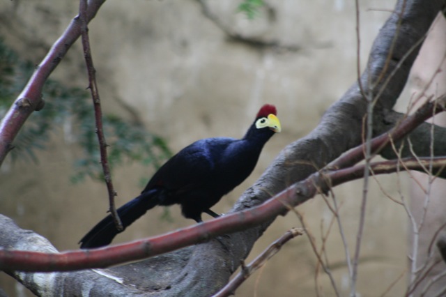Lady Ross's Turaco