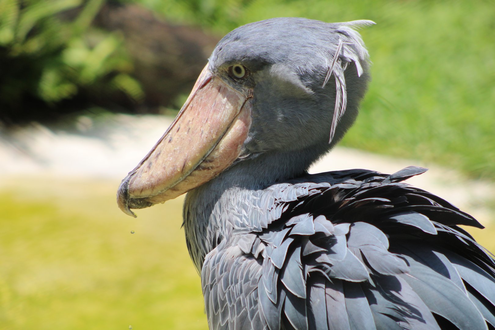 Ladybill the Shoebill (Balaeniceps rex)