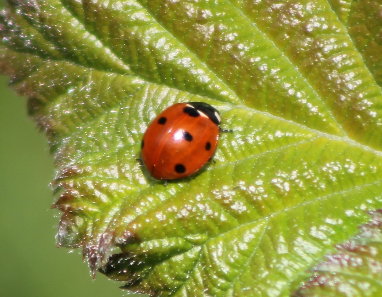 ladybird
