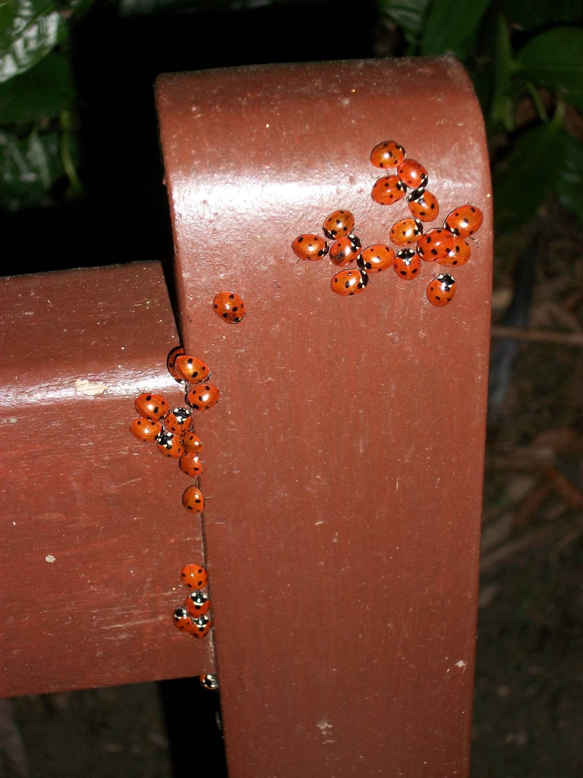 Ladybirds, Sewerby Hall and Gardens, 5.27 p.m. 24th February 2012