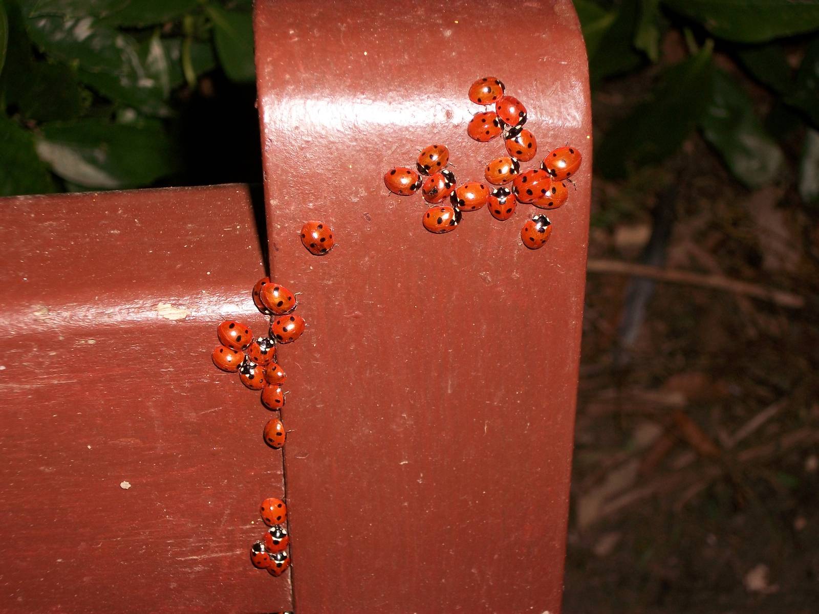 Ladybirds, Sewerby Hall and Gardens, 5.27 p.m. 24th February 2012