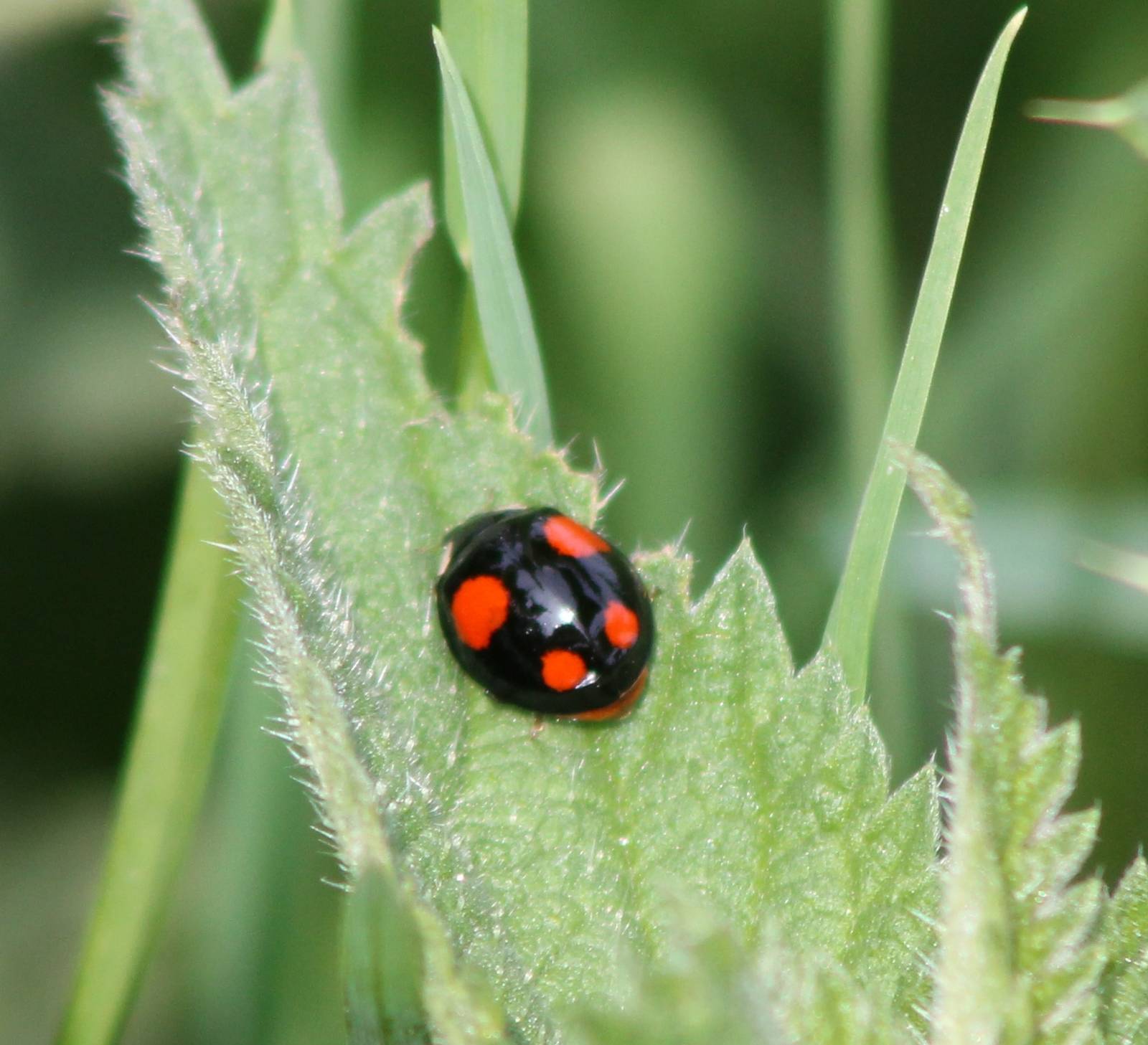 Ladybug