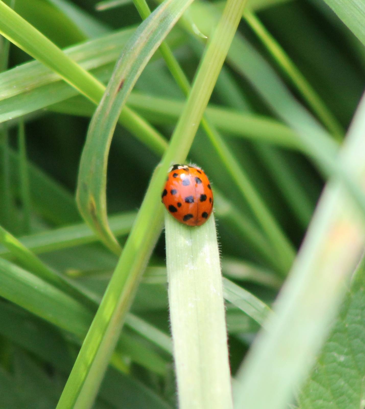 Ladybug