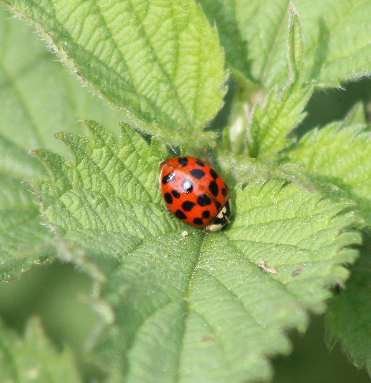 Ladybug
