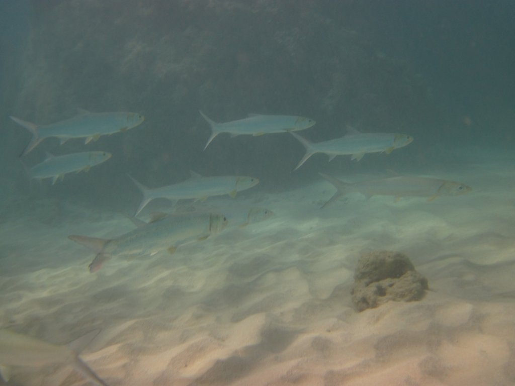 Ladyfish (Elops hawaiensis)