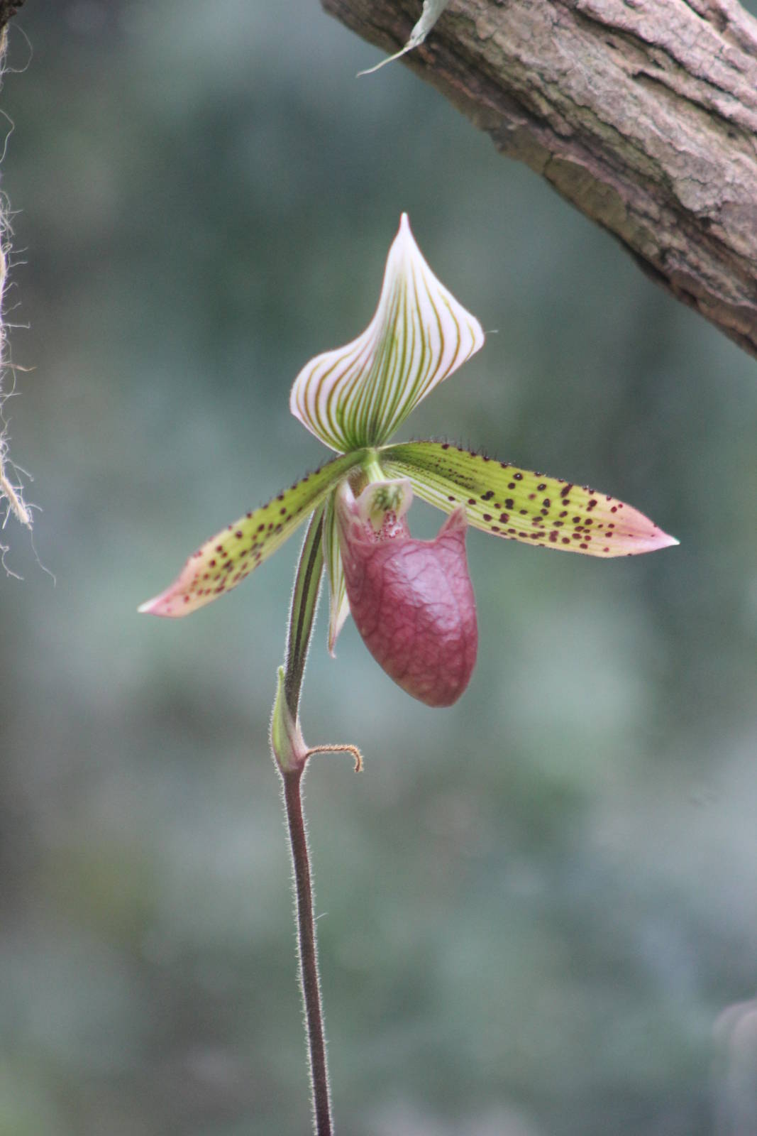 Lady's slipper orchid