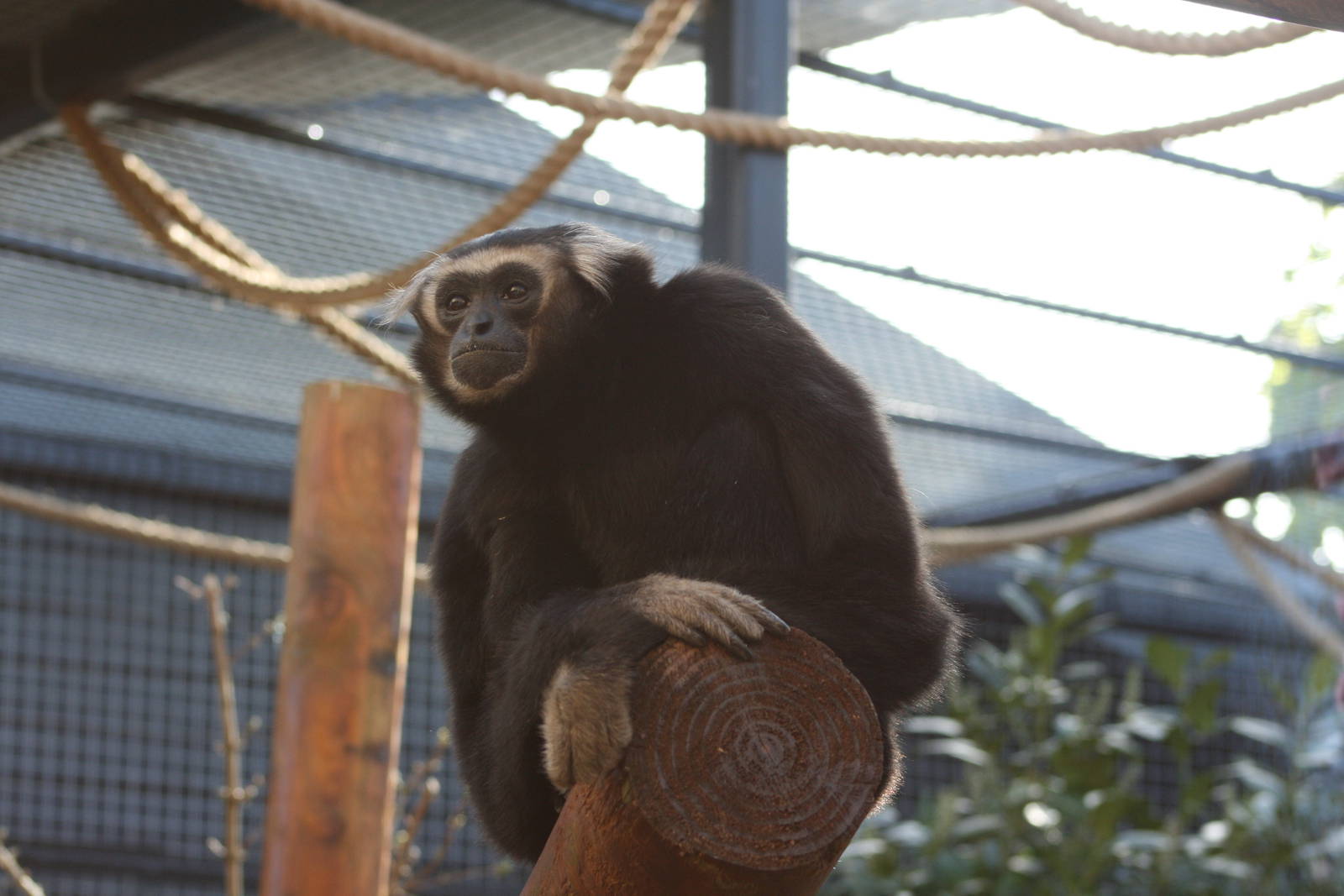 Laé Pileated gibbon