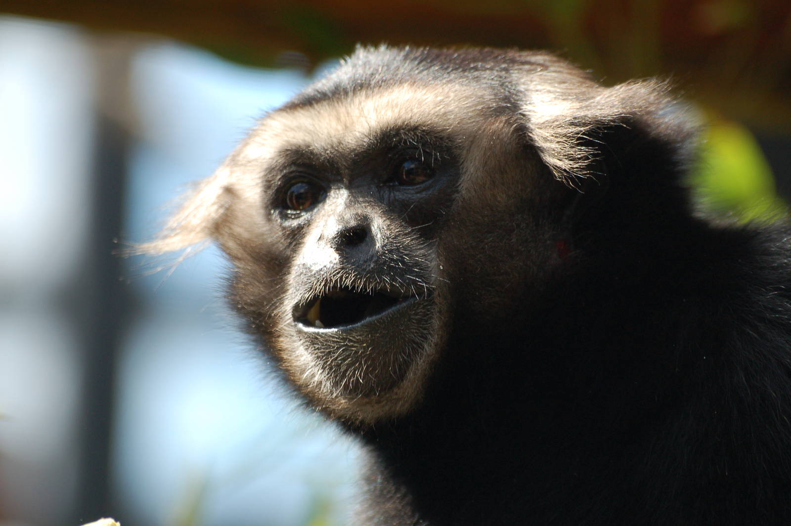 Lae Pileated Gibbon