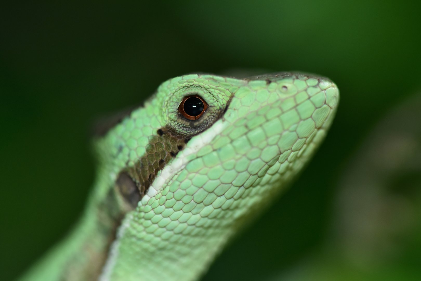 Laemanctes longiceps