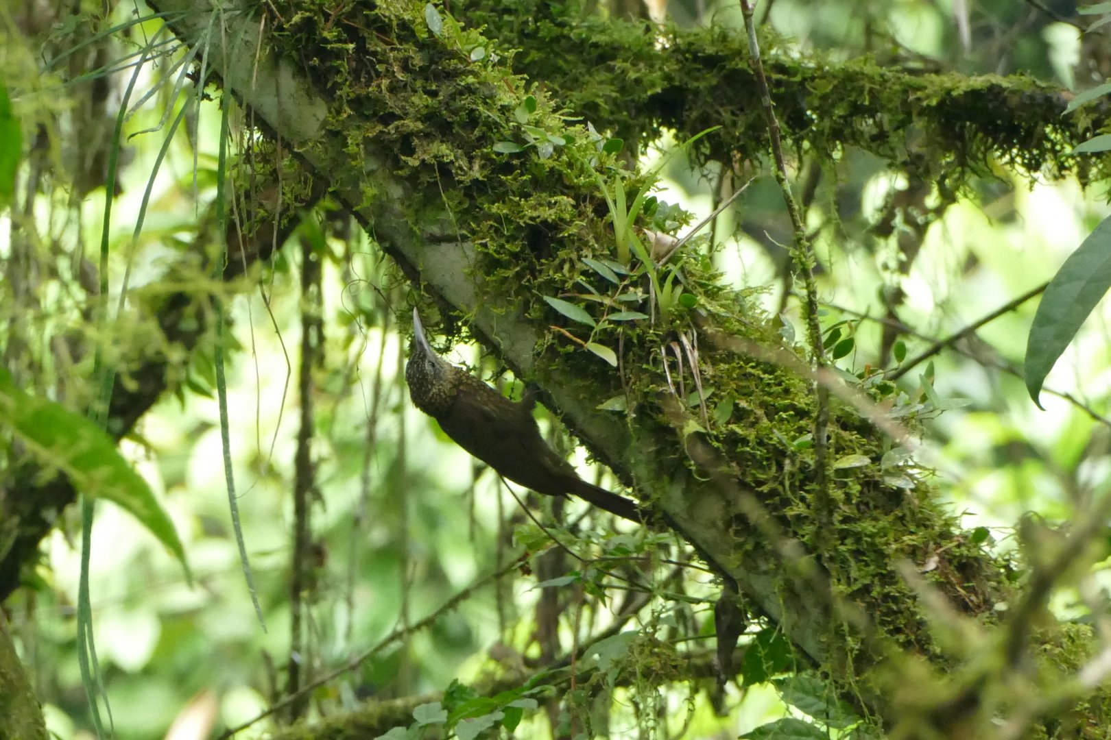 Lafresnaye’s Woodcreeper