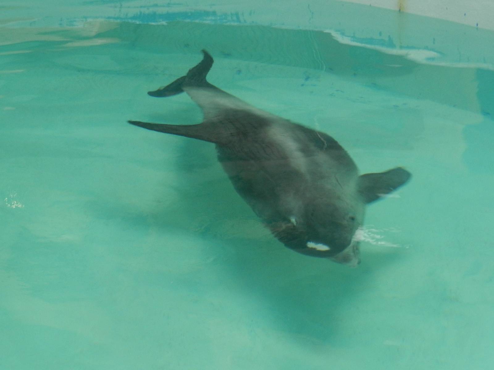 Lagenorhynchus albirostris