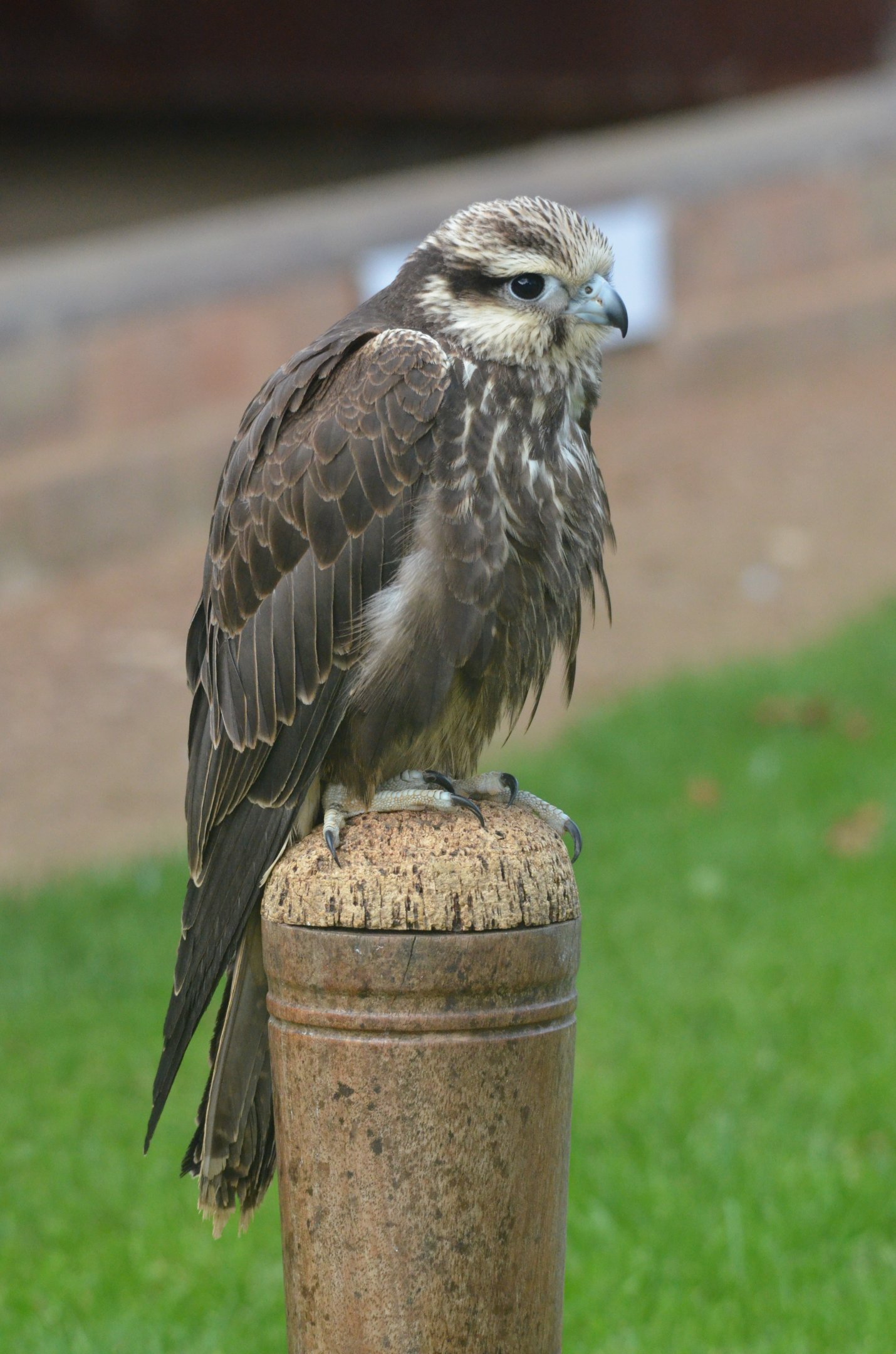 Laggar Falcon at ICBP Newent, 07/10/17