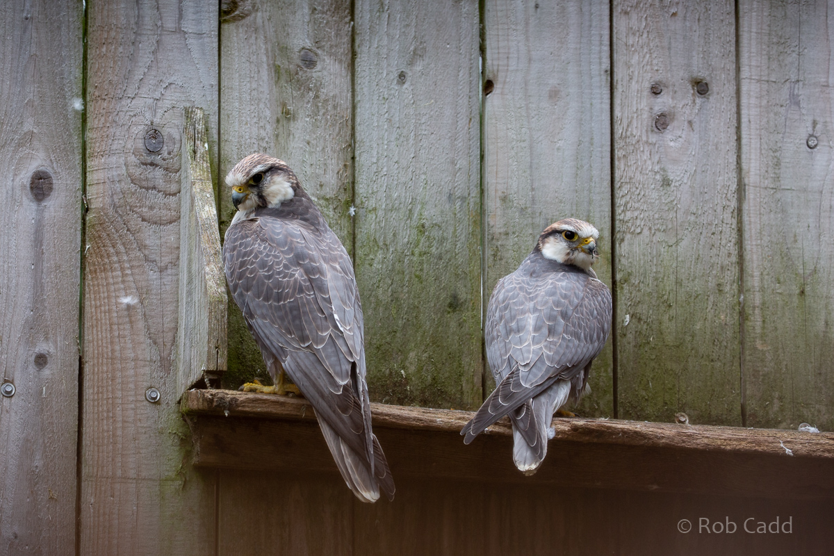 Laggar falcon : Cotswold Falconry Centre : 04 Sep 2020
