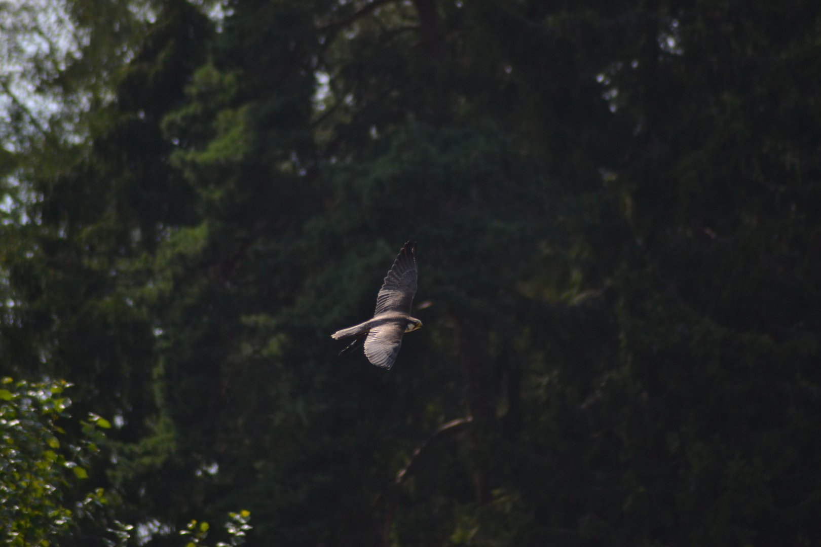 Laggar falcon "Hop" in the bird show "Wings" at Kolmården