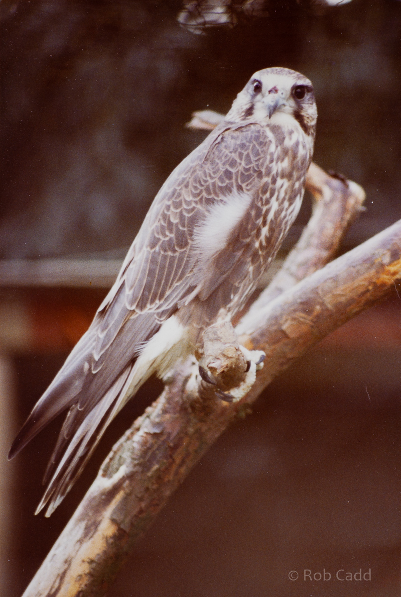 Laggar falcon : Stagsden Bird Gardens : 1983