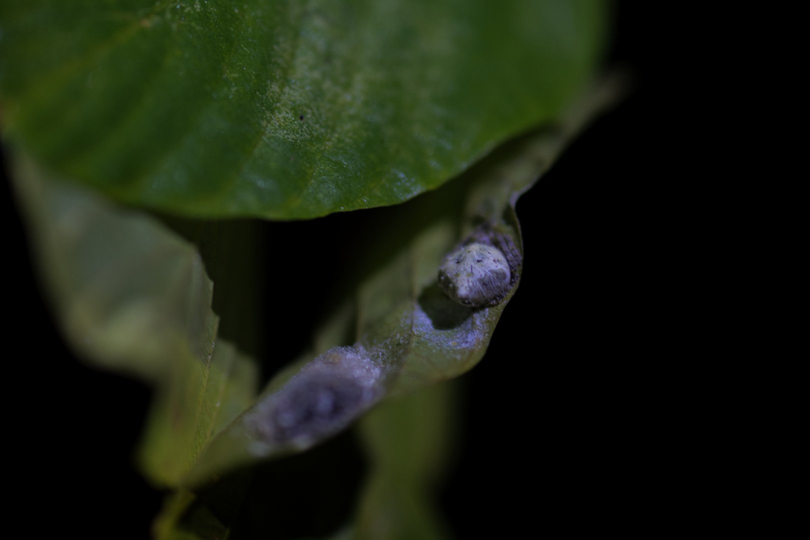 Laglaise’s Garden Spider (Eriovixia laglaizei)