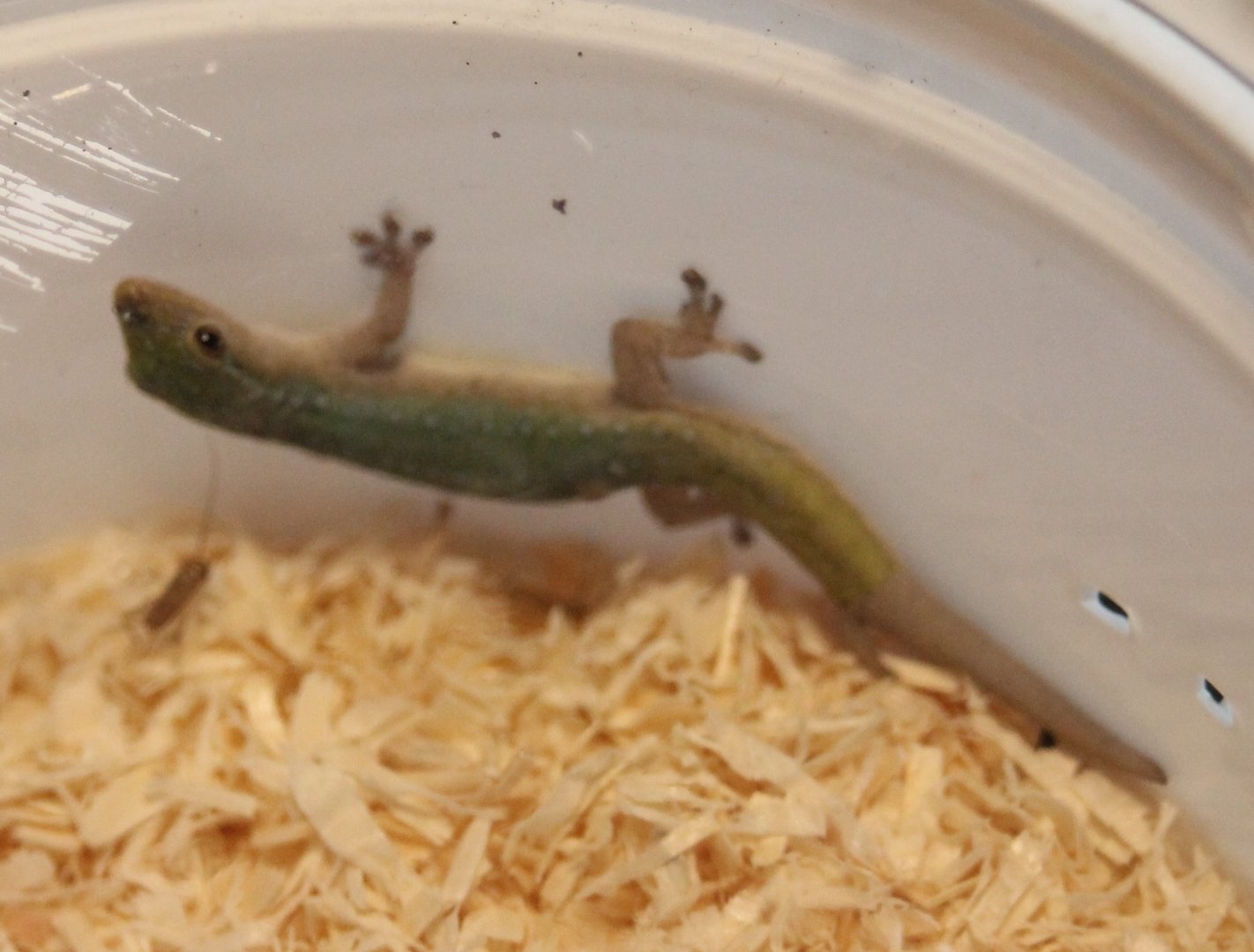 Lagodactylus conraui