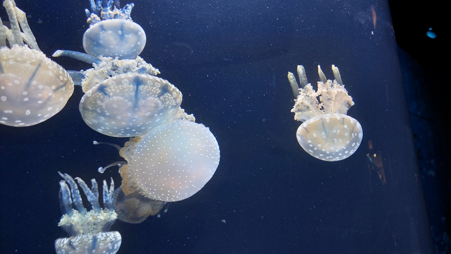 Lagoon and Spotted Jellies